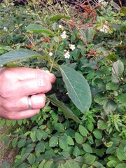Apocynum androsaemifolium image