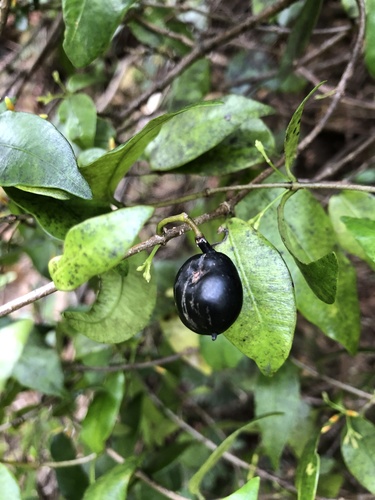 Alyxia stellata
