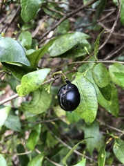 Alyxia stellata
