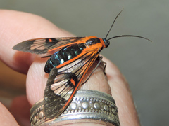 Cosmosoma cingulatum