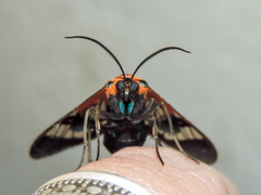 Cosmosoma cingulatum