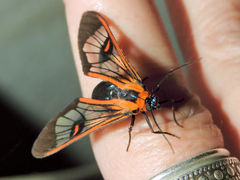 Cosmosoma cingulatum