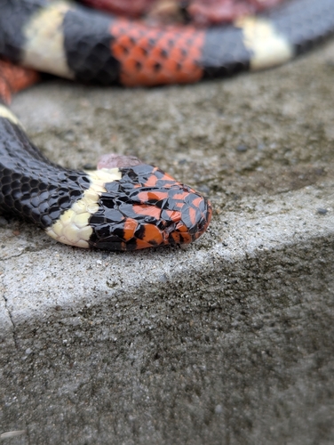 Aquatic Coralsnake
