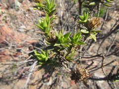 Pteronia fasciculata