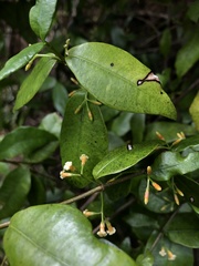 Alyxia stellata