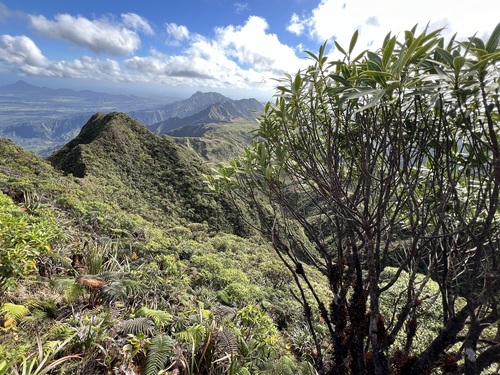Melicope waialealae observed 2024-01-18