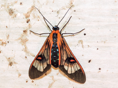 Cosmosoma cingulatum