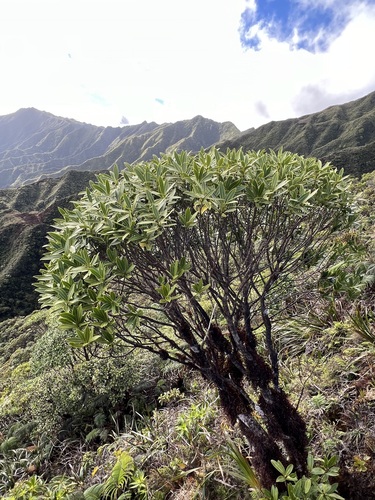 Melicope waialealae