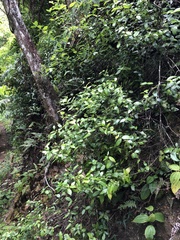 Alyxia stellata