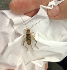 Gryllodes sigillatus