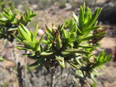 Pteronia fasciculata