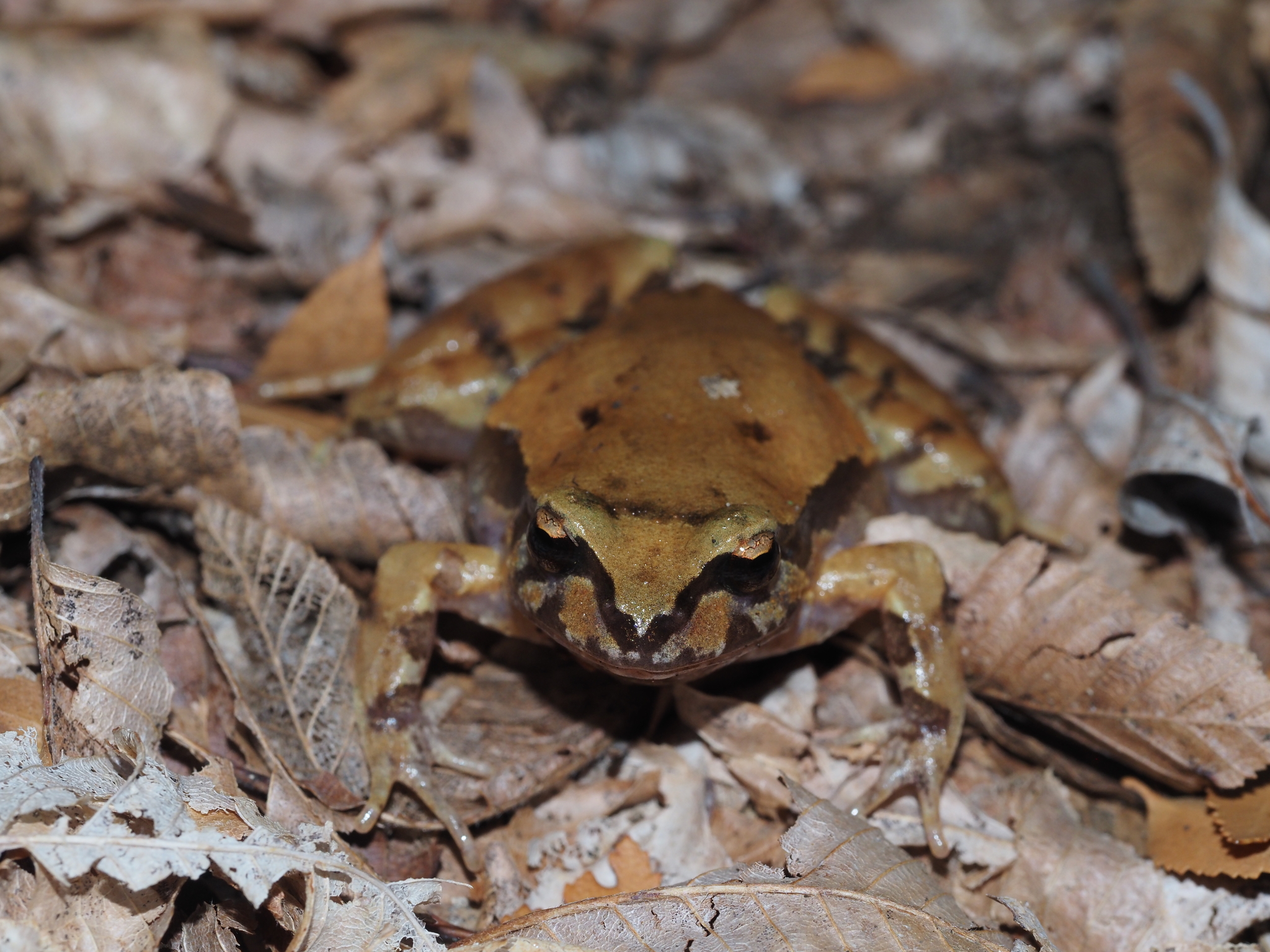Eupsophus roseus (Duméril & Bibron, 1841)