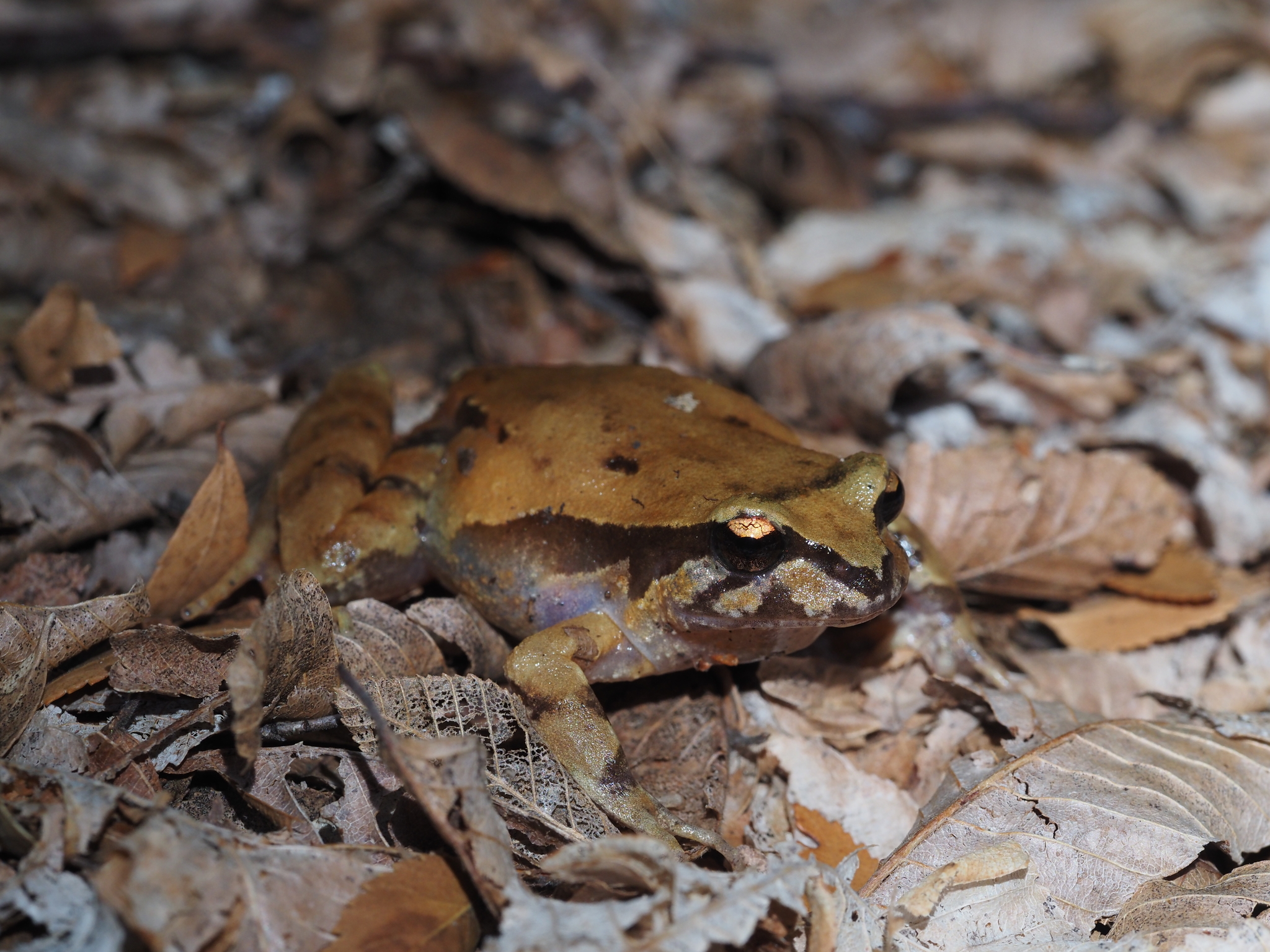 Eupsophus roseus (Duméril & Bibron, 1841)