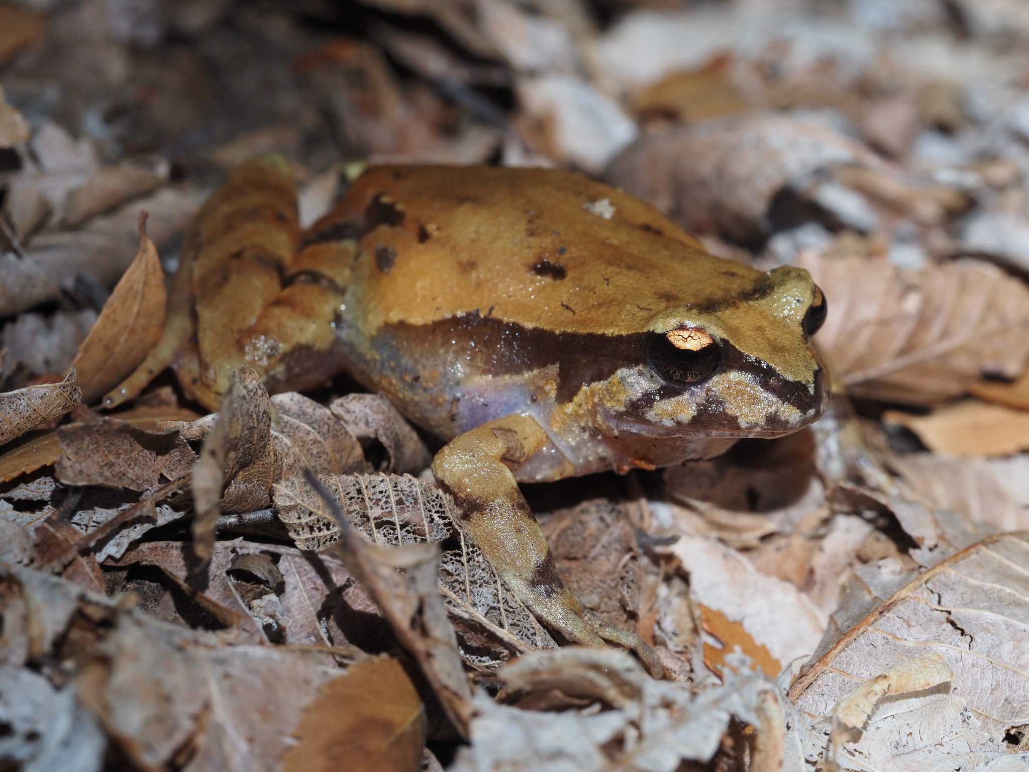 Eupsophus roseus (Duméril & Bibron, 1841)