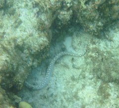 Myrichthys breviceps