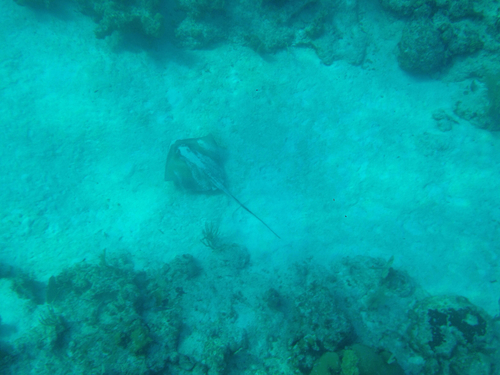 Hypanus americanus