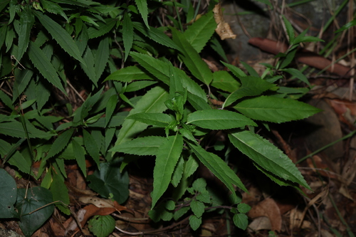 Image of Lordhowea amygdalifolia by (c) Greg Tasney, some rights reserved (CC BY-SA)