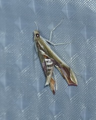 Agathodes designalis