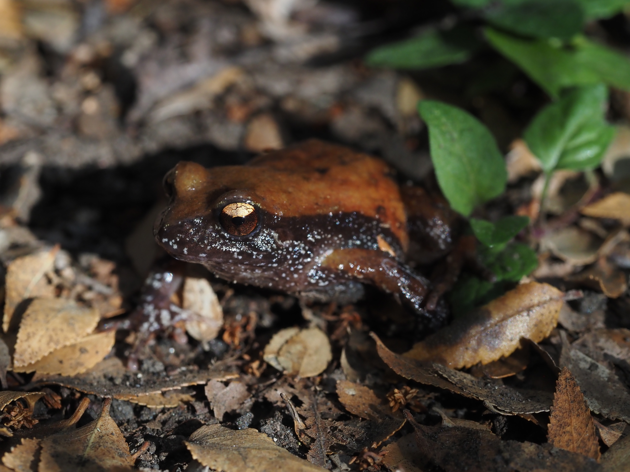 Eupsophus roseus (Duméril & Bibron, 1841)