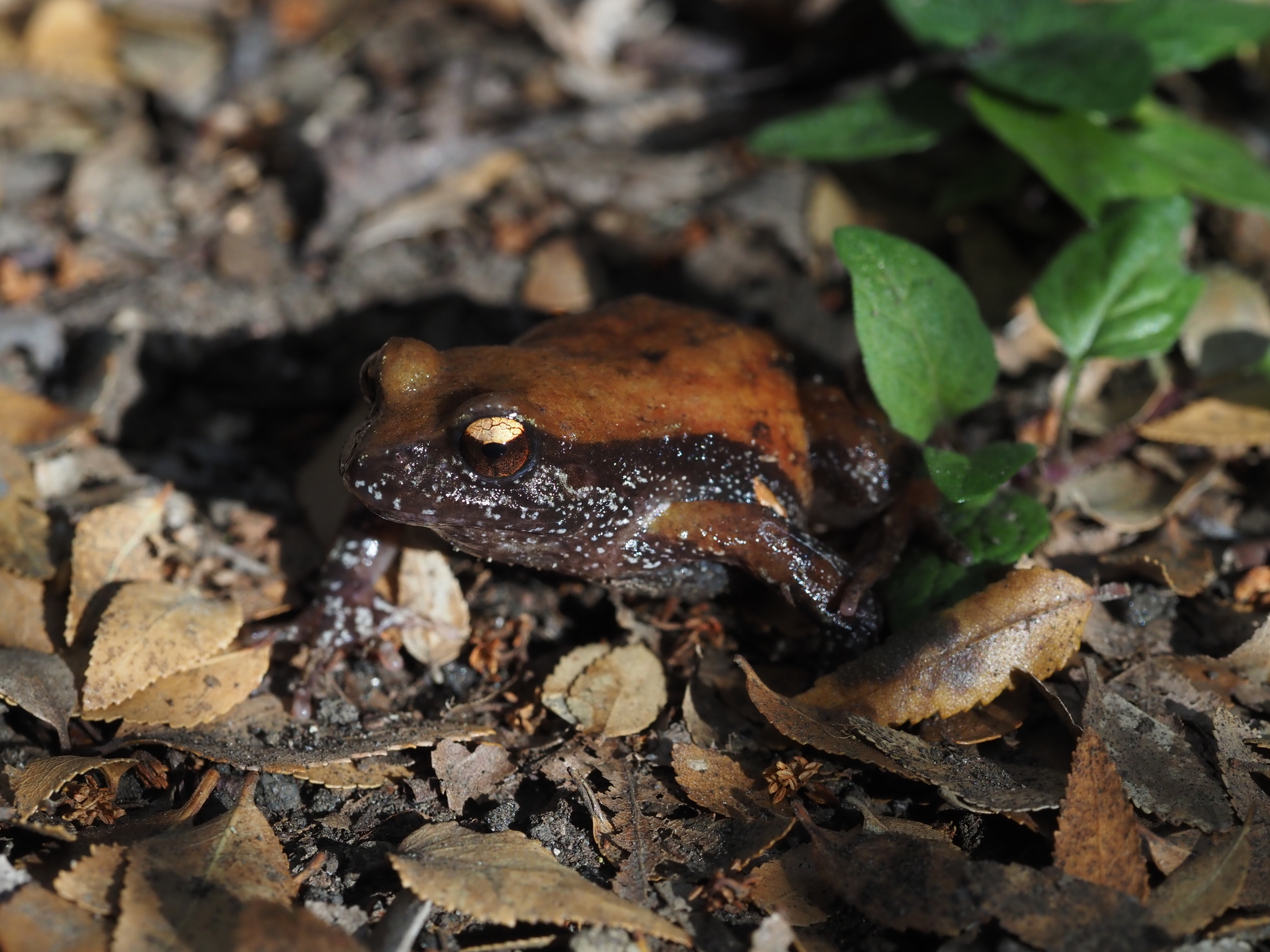Eupsophus roseus (Duméril & Bibron, 1841)