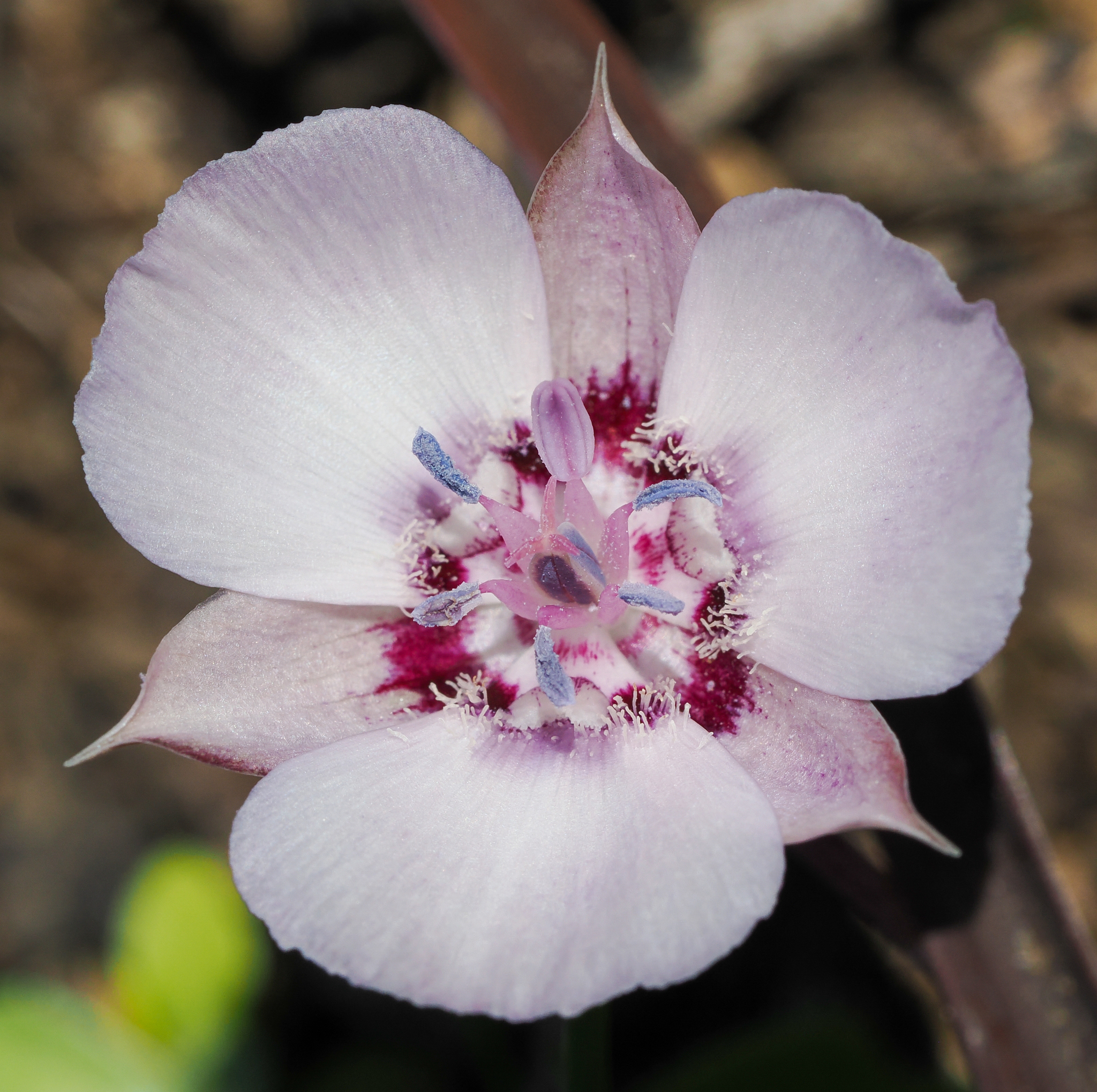 Calochortus umbellatus