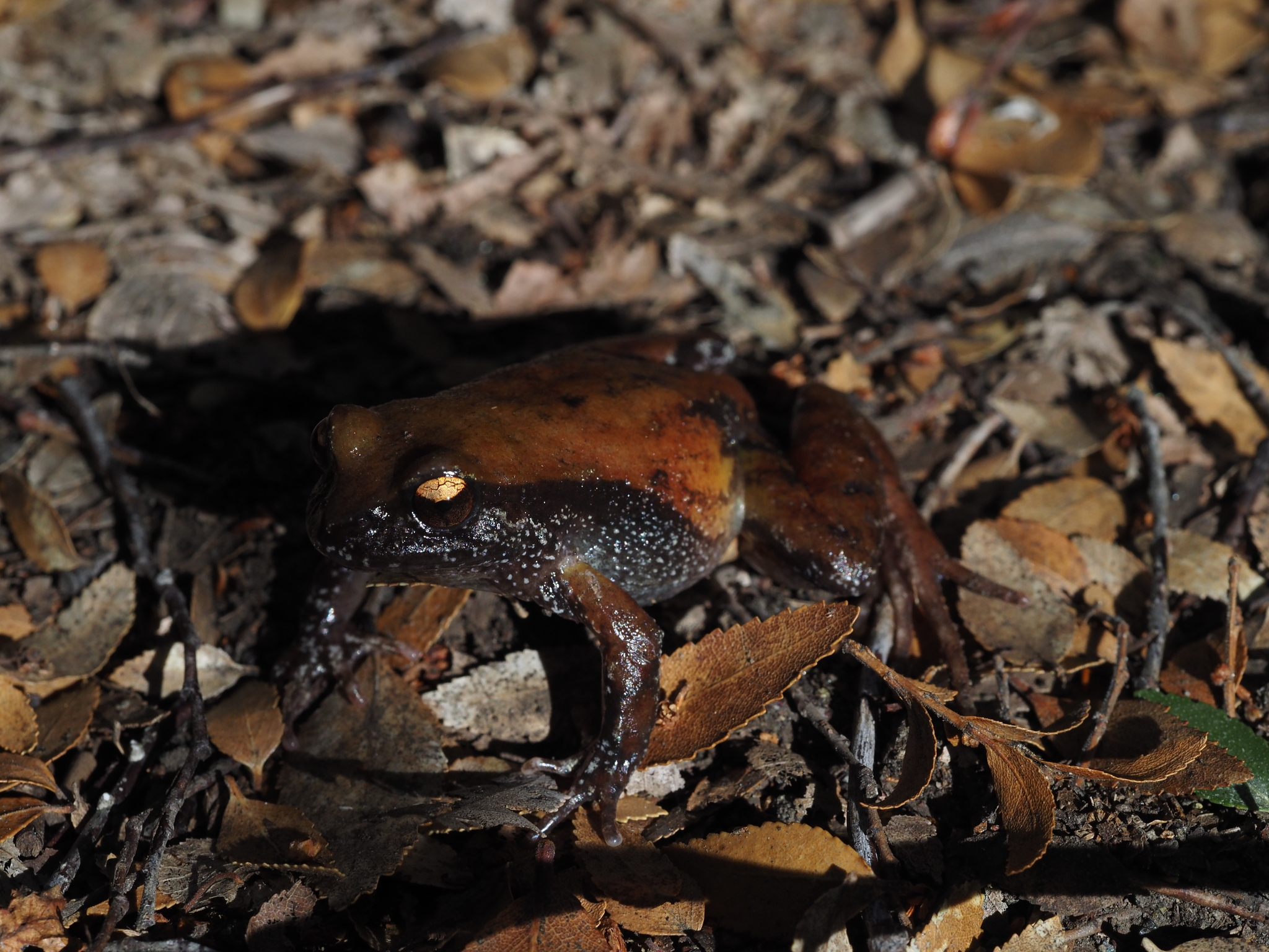 Eupsophus roseus (Duméril & Bibron, 1841)
