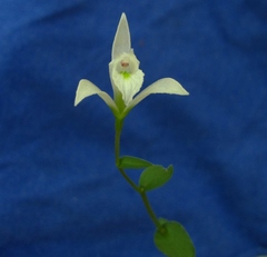 Triphora trianthophoros trianthophoros