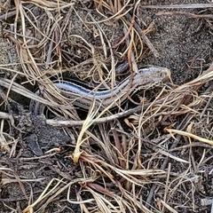 Plestiodon septentrionalis