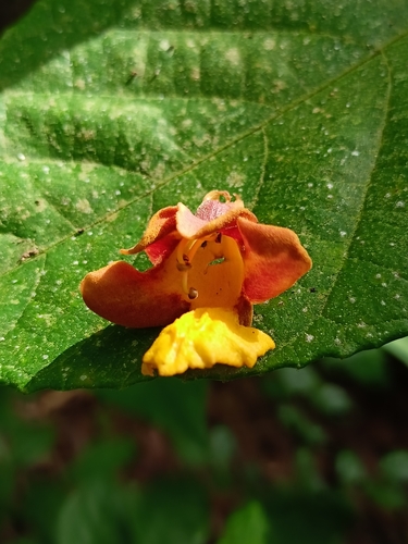 Gmelina arborea