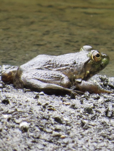 American Bullfrog photographed in New Jersey