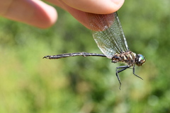 Somatochlora forcipata