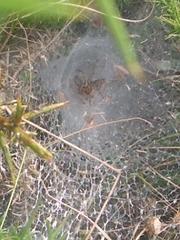 Agelena labyrinthica