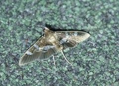 Desmia ufeus