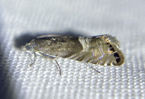 Speckled Sereda