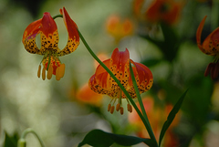 Lilium pardalinum shastense