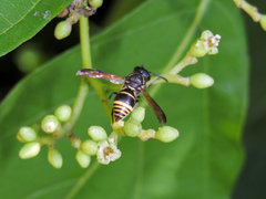 Pachodynerus guadulpensis