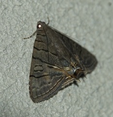 Eulepidotis merricki