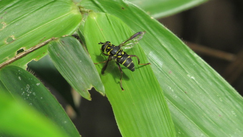 Meromacrus laconicus