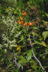 Lilium pardalinum shastense