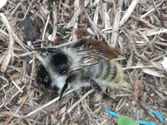 Bombus mesomelas