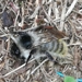Black-backed Bumble Bee - Photo (c) Marco Vicariotto, some rights reserved (CC BY-NC-ND), uploaded by Marco Vicariotto