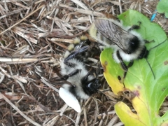 Bombus mesomelas