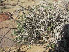 Pteronia villosa