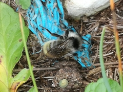Bombus mesomelas