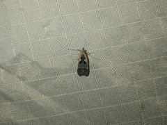 Dichomeris setosella