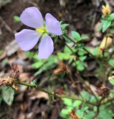 Pterolepis glomerata