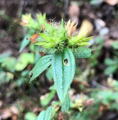 Pterolepis glomerata