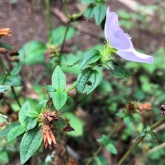 Pterolepis glomerata