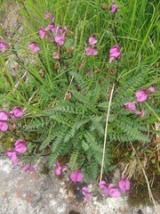 Pedicularis kerneri