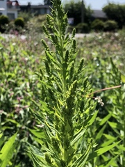 Solidago